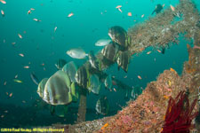 batfish on wreck