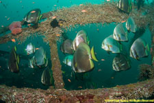 batfish on wreck