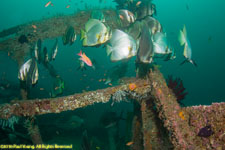 batfish school