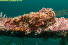 scorpionfish