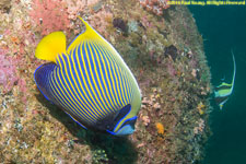 emperor angelfish