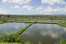 rice paddies