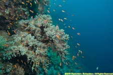 soft coral and wall