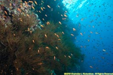 black coral and wall