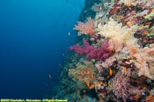 soft corals and wall