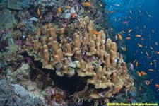 coral head on wall