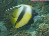 Red Sea bannerfish