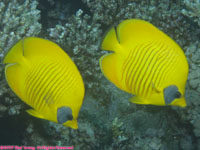 masked butterflyfish