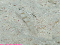 shrimp goby