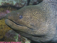 giant moray eel