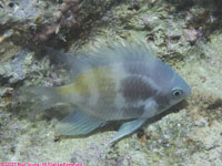 unknown damselfish??