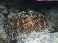 Red Sea fire urchin