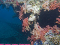 soft coral on wreck