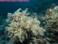 soft coral