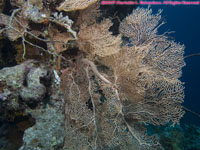 sea fan