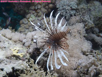 common lionfish