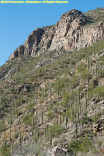 canyon wall and cactuses