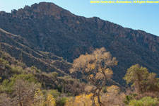 cottonwood tree and canyon wall