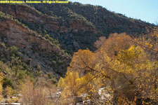 cottonwood trees and canyon wall