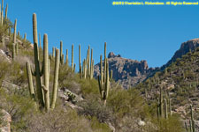 cactuses