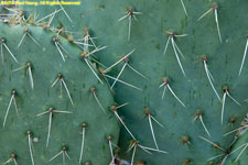 prickly pear closeup