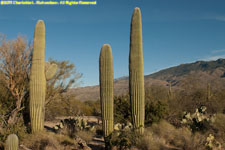 young cactuses