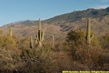 cactus landscape