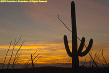 cactus sunset