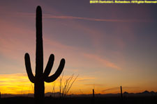 cactus sunset