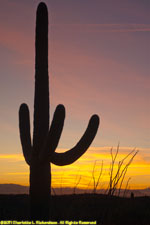 cactus sunset