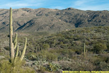 cactuses and mountains