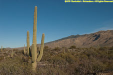 cactus landscape