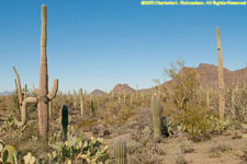 cactuses and mountains