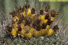 cactus fruit