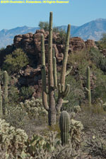 cactuses and hills