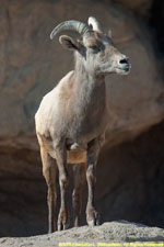 desert bighorn sheep ewe