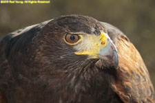 Harris hawk closeup