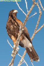 Harris hawk