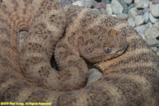 rattlesnake