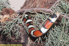 banded snake