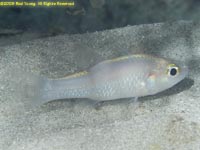 cardinalfish