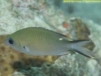 brown chromis