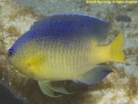 damselfish