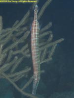 trumpetfish