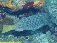 parrotfish