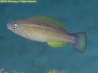 parrotfish