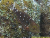 parrotfish