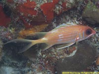 squirrelfish