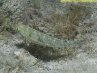 blackear wrasse