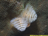 Christmas-tree worm